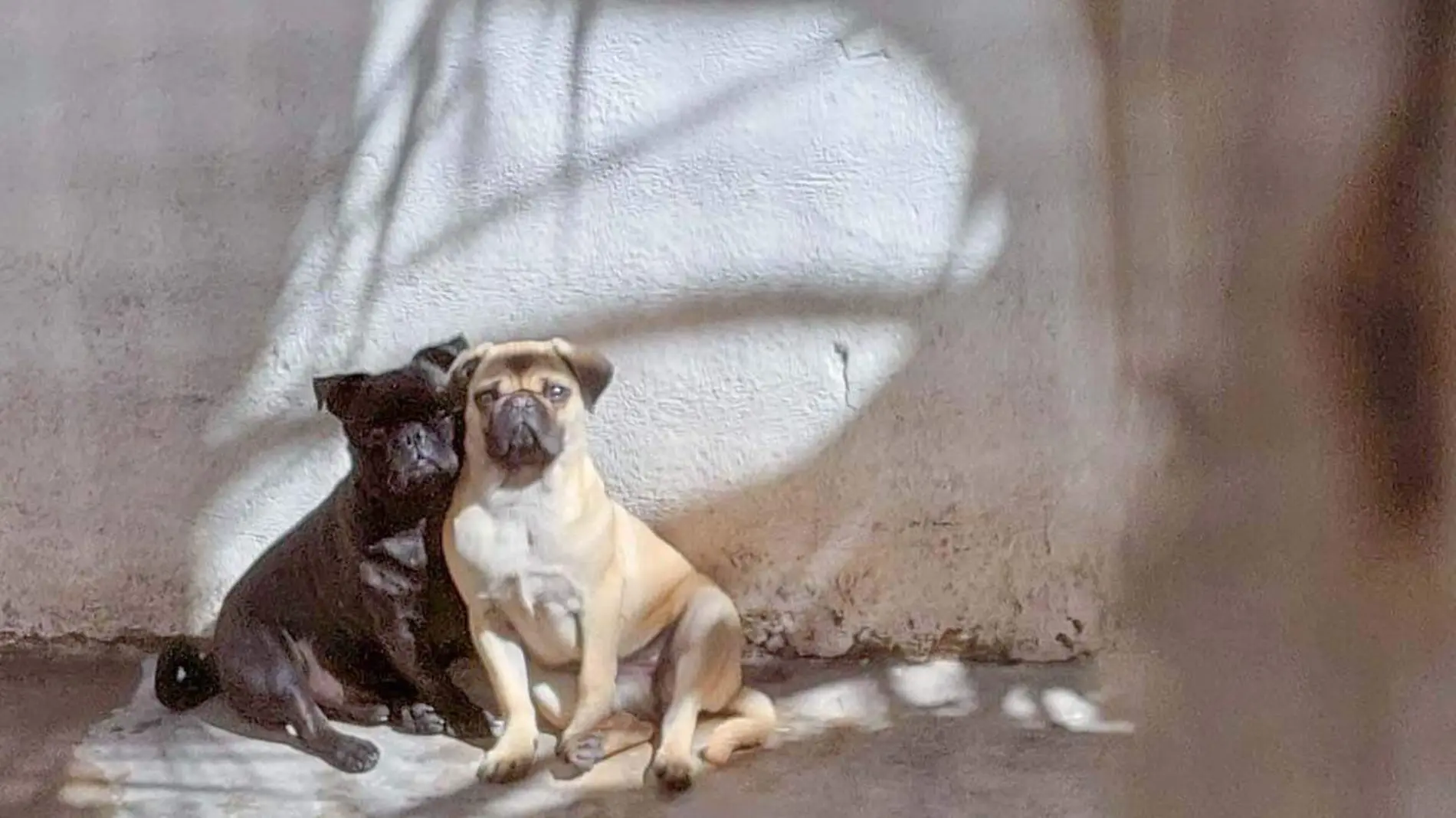 un par de pugs posando para la cámara